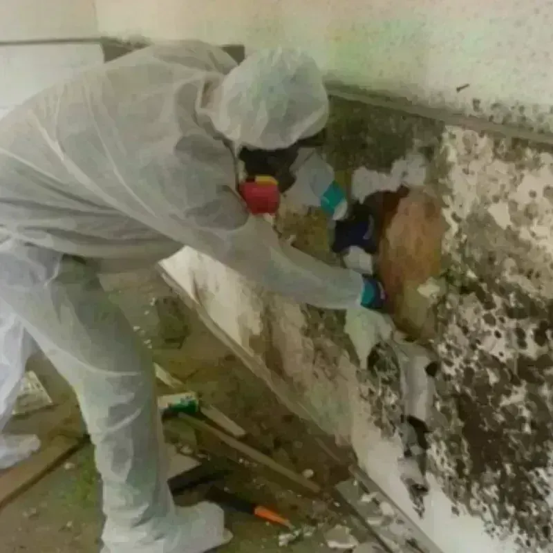 Mold Remediation and Removal in Milton-Freewater, OR